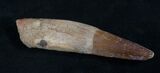 Fully Rooted Spinosaurus Tooth - Rare Find #5928-1